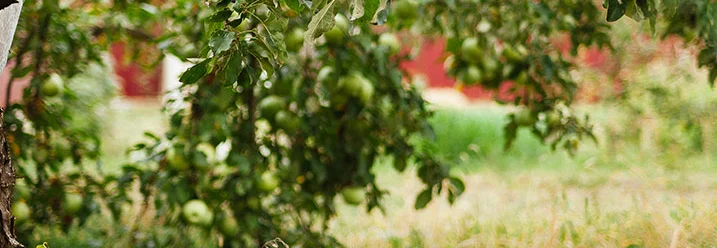 Apfelbaum mit Korb im Gras